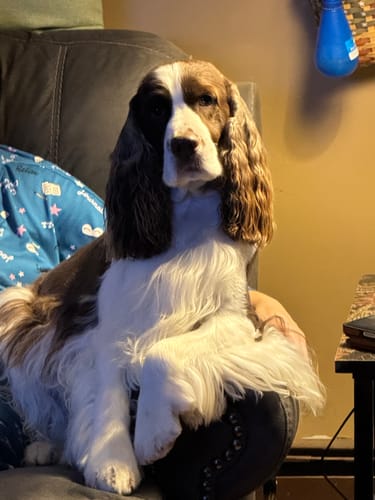 Customer photo review of 1-TDC Oral Health + Mobility Support for Dogs