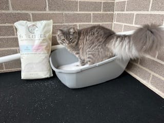 Customer photo review of 3 Month Supply - 2 Cats
