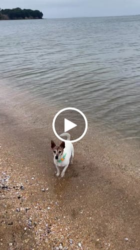 Customer video review of Ready to Wear BioThane® Collar
