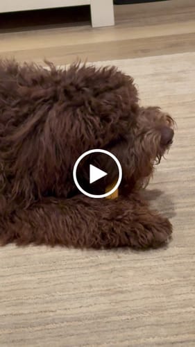 Customer video review of Gift Bundle: 2 Large Yak Chews and a 6" Hickory Smoked Bully Stick