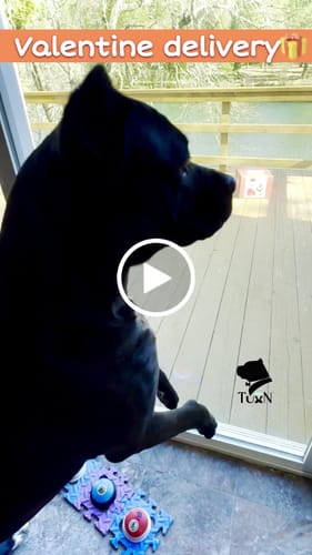 Customer video review of Large Dog Valentine's Day Love Bundle (Your 12oz Jerky+2 Large Bones+12" Hick. Bully)