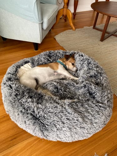 Customer's small dog sleeping comfortably in the fluffy, round charcoal Pet Cave Dog Bed.