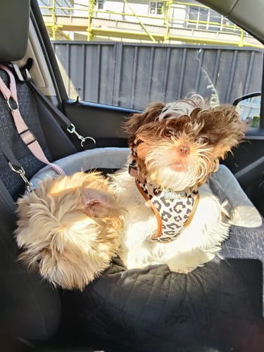 A customer's small, fluffy dog sitting comfortably in the Dog Car Booster Seat inside a car.