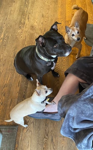 Customer's three dogs looking up expectantly while waiting for their Beef Lung Chunks.