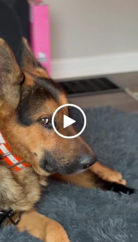 Customer video review of NEW Upgraded Tactical No-Pull Team K9™ Dog Harness with 4 Quick-Release Metal Buckles, Reinforced Front & Back V-Rings, Hook & Loop Panels, Adjustable Straps, Reflective Strips, & Top Handle