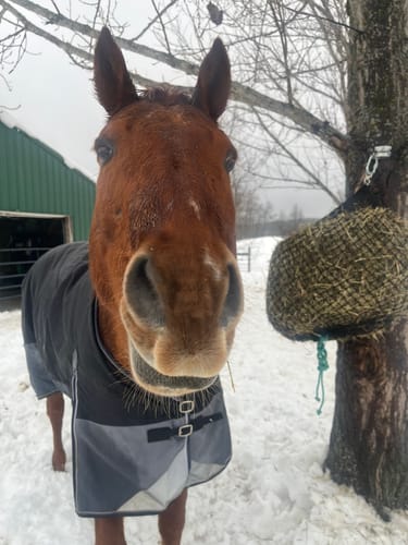 Customer photo review of Build Your Own Half Bale Net