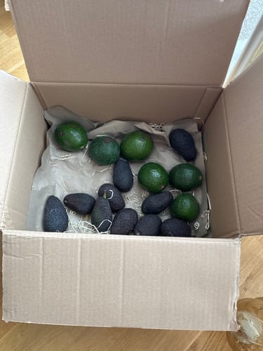 Kunde zeigt die offene Retterbox mit einer Mischung aus grünen Reed- und schwarzen Hass-Avocados.