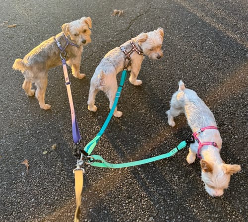 Customer photo review of Leader Lite