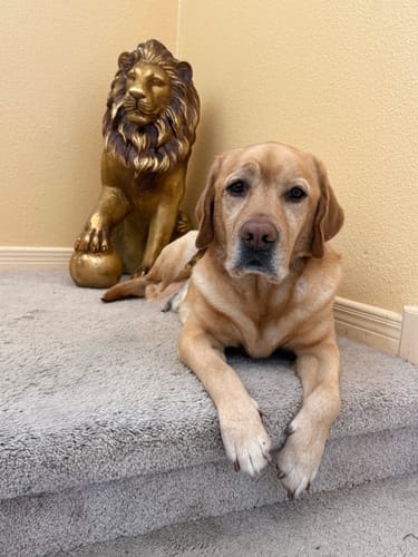 Customer's yellow Labrador retriever patiently waiting on the stairs for a Smoked Beef Marrow Bone.