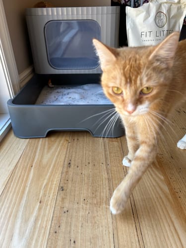 Customer photo review of 3 Month Supply - 1 Cat