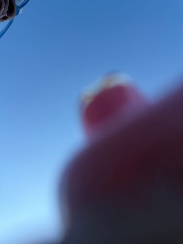 Customer photo review of Lemon Gas Mask Indoor THCA