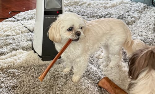 Customer's small white dog standing on a rug holding a long Smoked Bully Stick in its mouth.