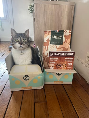 Le chat d'un client dans sa boîte de livraison, à côté du sac de Croquettes Chat Stérilisé et d'un magazine.
