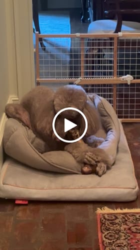 Customer video review of Ostrich Hip Bone (12" x 5"x 3”): The Durable, Flavor-Packed Chew for Medium & Large Dogs