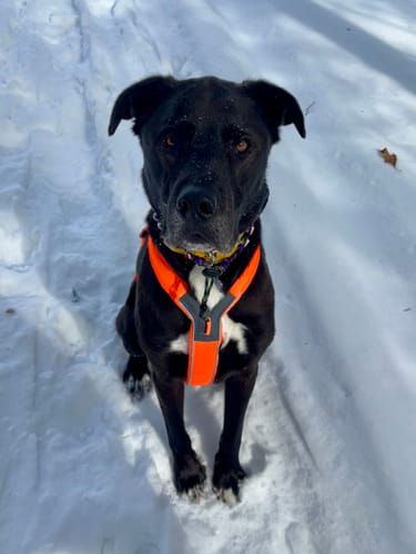 Customer's black dog sitting in the snow wearing the bright orange Non-Stop Dogwear Line Harness 5.0.