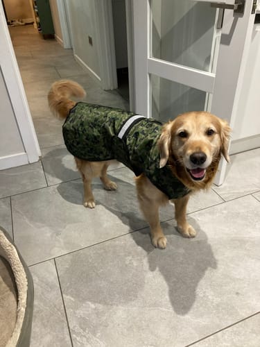 Customer photo review of 3-in-1 Dog Coat
