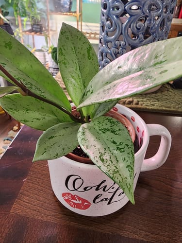 Customer's healthy Hoya Pubicalyx Pink Silver Ghost with silver-splashed leaves, displayed in a decorative mug on a wooden table.