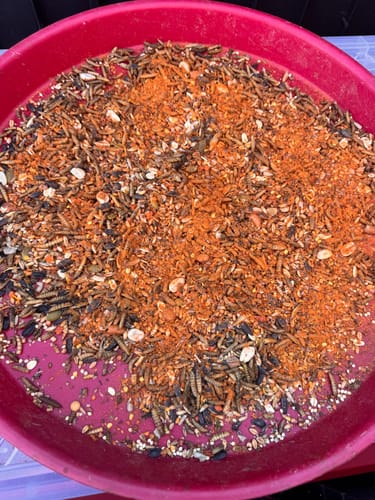 Close-up of a customer's red bowl with Daily Deworm + Gut Support powder sprinkled over mixed chicken feed and worms.