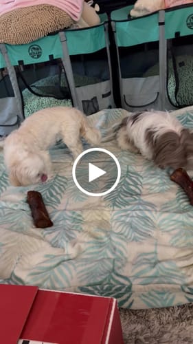Customer video review of Smoked Beef Marrow Bone