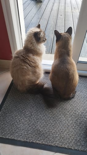 Les chats d'un client, un à poil long et un à poil court, assis près d'une porte après leur repas de croquettes au poulet.