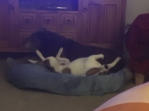 Customer's two dogs sharing the soft Calming Pet Bed. One small dog is lying playfully on its back.