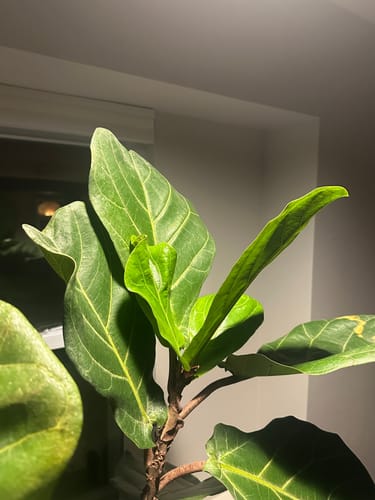 Close-up of a reviewer's fiddle plant showing bright new leaf growth after using the Plant Food.
