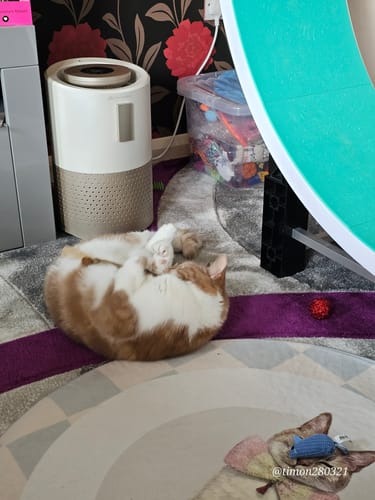 Customer photo review of Pet Air Purifier