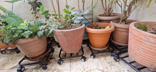 Customer photo review of TryGreen Daze Wheel Rolling Plant Stand for Planters