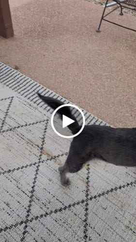 Customer video review of Himalayan Yak Cheese Chew Dog Treat