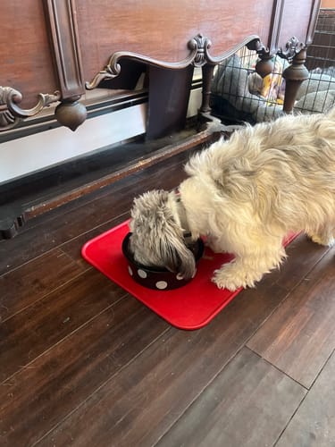 Customer photo review of Iron Paws Premium Dog Supplement