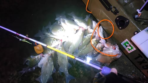 Customer photo review of GOOFISH® Ares Light Jigging Rod-6.2' Jig 60-250g & Solid Nano Blank &Japan Fuji SIC Golden Guide