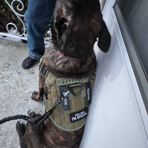Customer's Dutch Shepherd wearing the green Team K9 Dog Harness with custom patches.