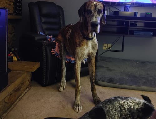 Customer photo review of Seizures - Dogs