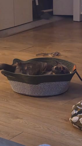 Customer photo review of Instinct Basket | Meet the first research-backed natural territory for indoor cats
