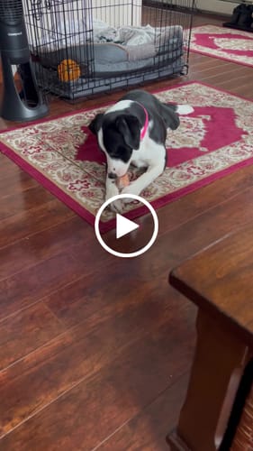 Customer video review of Valentine's Day Chew Pack + Tote Bag