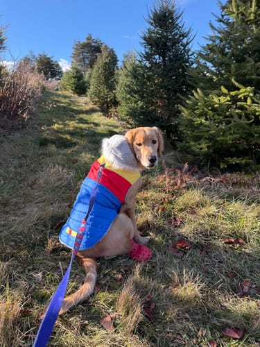 Customer photo review of WagWellies® by wagwear