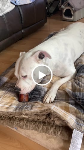 Customer video review of Smoked Beef Marrow Bone
