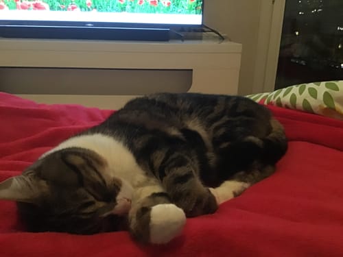 Avis du client : son chat tigré et blanc dort paisiblement sur une couverture rouge, content de ses croquettes au poulet.