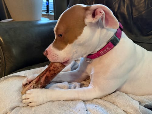 Customer's dog, Grace, sits on a couch intently chewing a large Smoked Beef Marrow Bone.