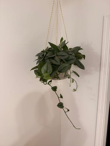 Reviewer's lush hanging plant with a long trailing vine, shown to be healthy after using Fungus Gnat Death Drops.