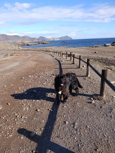 Customer photo review of Salmón