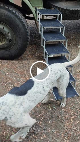 Customer video review of Foldable Aluminum Pet Steps