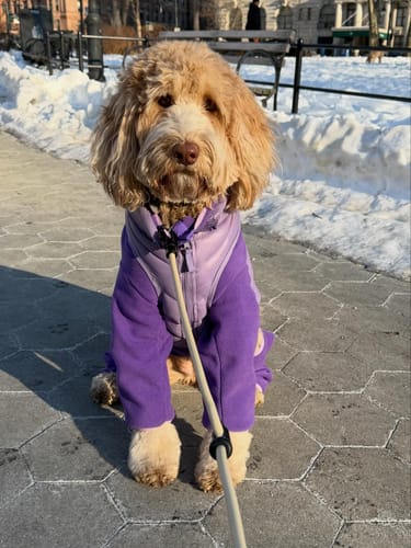 Customer photo review of NEW Fleece Pull-Over