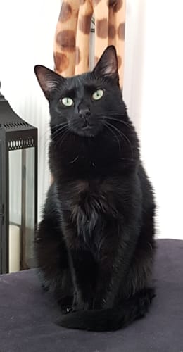 Avis d'un client montrant son chat Micky, un élégant chat noir au poil long assis à l'intérieur.