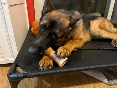 Customer's German Shepherd lying on a dog cot and chewing a Smoked Beef Marrow Bone.