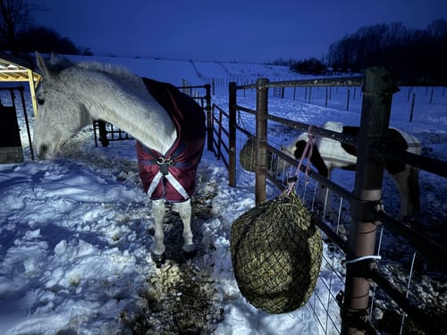 Customer photo review of Hay Chix® Quarter Bale Net