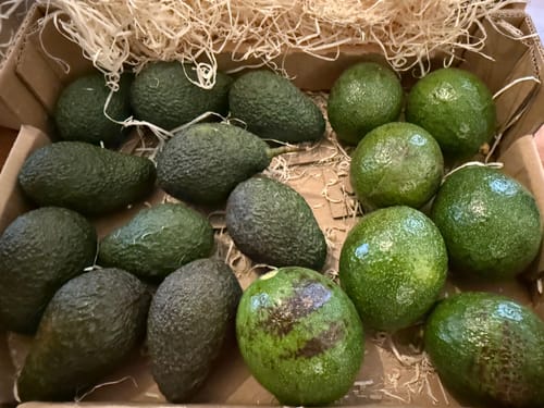 Ein Kunde zeigt die offene Retterbox, gefüllt mit zahlreichen grünen Reed- und Hass-Avocados in einer Kiste mit Holzwolle.