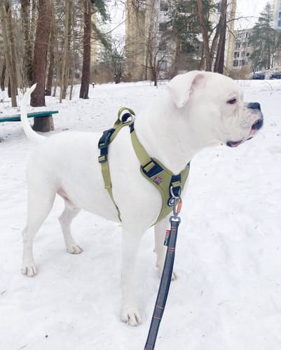 Customer photo review of Anti Pull Hurricane Harness Lighter | With Handle - Olive Green