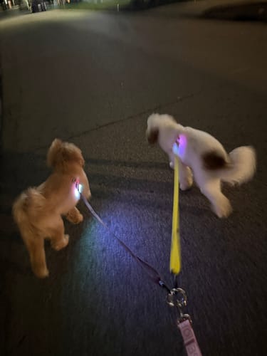 Customer photo review of Leader Lite