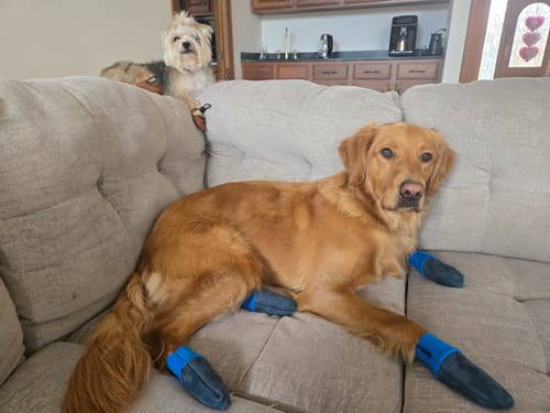 Customer photo review of The Lariat Cinch - Dog Boots